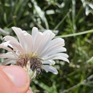 Celmisia costiniana at Kosciuszko National Park, NSW - 21 Jan 2022