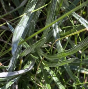 Celmisia costiniana at Kosciuszko National Park, NSW - 21 Jan 2022