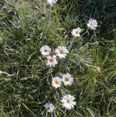 Celmisia costiniana at Kosciuszko National Park, NSW - 21 Jan 2022