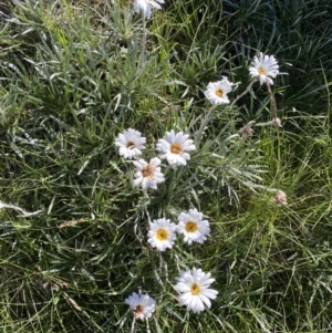 Celmisia costiniana at Kosciuszko National Park, NSW - 21 Jan 2022