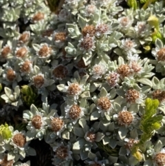 Ewartia nubigena (Silver Ewartia) at Kosciuszko National Park - 20 Jan 2022 by Ned_Johnston