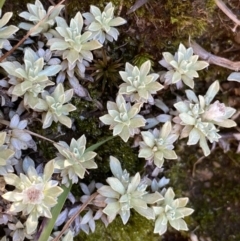 Ewartia nubigena at Kosciuszko National Park, NSW - 21 Jan 2022