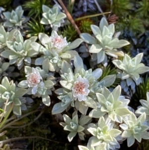 Ewartia nubigena at Kosciuszko National Park, NSW - 21 Jan 2022