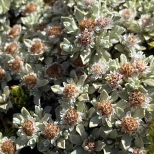 Ewartia nubigena at Kosciuszko National Park, NSW - 21 Jan 2022