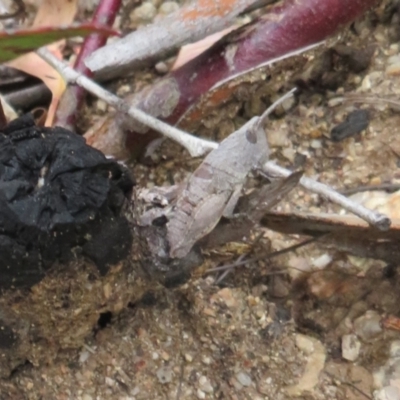 Goniaea australasiae (Gumleaf grasshopper) at Gibraltar Pines - 25 Jan 2022 by Christine