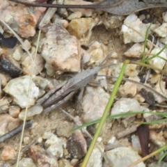 Goniaea australasiae at Paddys River, ACT - 25 Jan 2022 02:59 PM