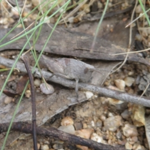 Goniaea australasiae at Paddys River, ACT - 25 Jan 2022