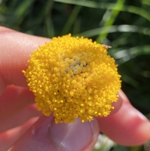 Craspedia aurantia var. jamesii at Kosciuszko National Park, NSW - suppressed