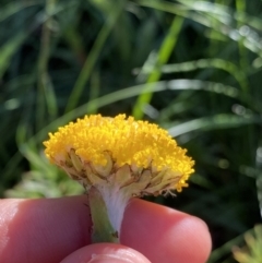 Craspedia aurantia var. jamesii at Kosciuszko National Park, NSW - suppressed