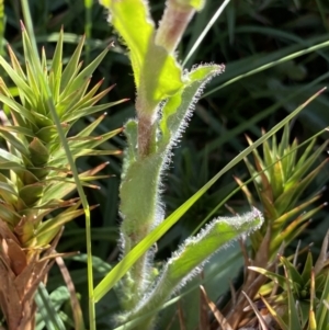 Craspedia aurantia var. jamesii at Kosciuszko National Park, NSW - suppressed