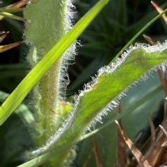 Craspedia aurantia var. jamesii at Kosciuszko National Park, NSW - suppressed