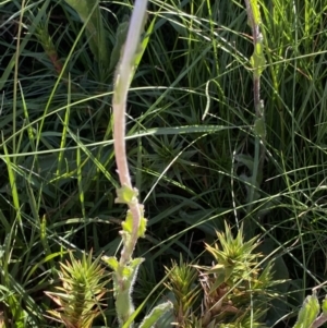 Craspedia aurantia var. jamesii at Kosciuszko National Park, NSW - 21 Jan 2022