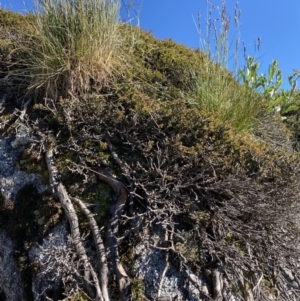 Podocarpus lawrencei at Geehi, NSW - 21 Jan 2022 09:41 AM