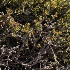 Podocarpus lawrencei at Geehi, NSW - 21 Jan 2022
