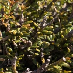 Podocarpus lawrencei at Geehi, NSW - 21 Jan 2022