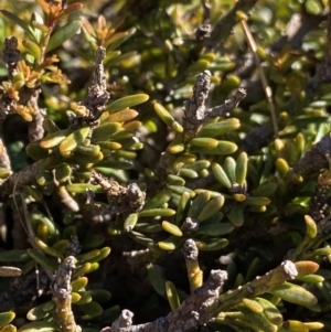 Podocarpus lawrencei at Geehi, NSW - 21 Jan 2022