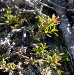 Podocarpus lawrencei at Geehi, NSW - 21 Jan 2022