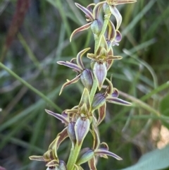 Prasophyllum tadgellianum (Tadgell's leek orchid) at Kosciuszko National Park - 20 Jan 2022 by Ned_Johnston
