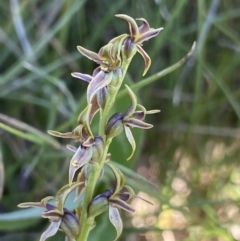 Paraprasophyllum tadgellianum at Kosciuszko National Park, NSW - suppressed