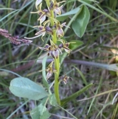 Paraprasophyllum tadgellianum at Kosciuszko National Park, NSW - suppressed