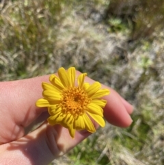 Senecio pectinatus var. major (Alpine Groundsel) at Kosciuszko National Park, NSW - 20 Jan 2022 by Ned_Johnston