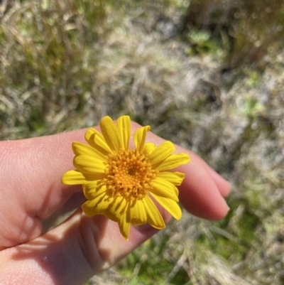 Senecio pectinatus var. major (Alpine Groundsel) at Kosciuszko National Park - 20 Jan 2022 by Ned_Johnston