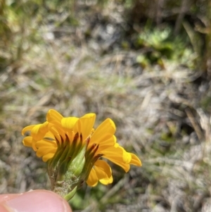 Scapisenecio pectinatus var. major at Kosciuszko National Park, NSW - 21 Jan 2022 09:35 AM