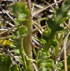 Scapisenecio pectinatus var. major at Kosciuszko National Park, NSW - 21 Jan 2022 09:35 AM