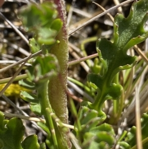 Scapisenecio pectinatus var. major at Kosciuszko National Park, NSW - 21 Jan 2022 09:35 AM