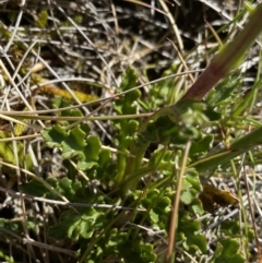 Scapisenecio pectinatus var. major at Kosciuszko National Park, NSW - 21 Jan 2022 09:35 AM