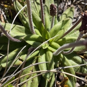 Plantago alpestris at Kosciuszko National Park, NSW - 21 Jan 2022