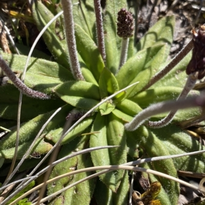 Plantago alpestris (Veined Plantain) at Kosciuszko National Park, NSW - 21 Jan 2022 by NedJohnston