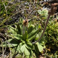 Plantago alpestris at Kosciuszko National Park, NSW - 21 Jan 2022