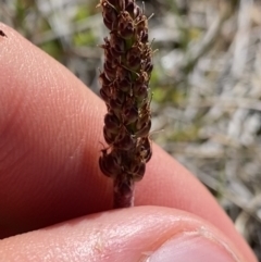 Plantago alpestris at Kosciuszko National Park, NSW - 21 Jan 2022 09:34 AM