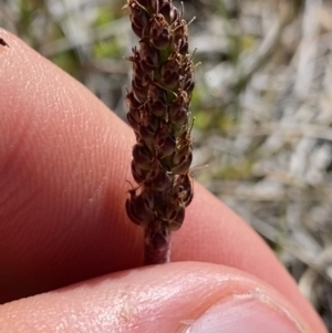 Plantago alpestris at Kosciuszko National Park, NSW - 21 Jan 2022