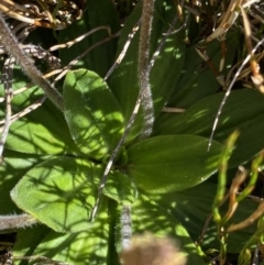 Plantago euryphylla (A Plantain) at Kosciuszko National Park, NSW - 21 Jan 2022 by NedJohnston