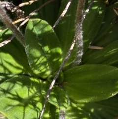 Plantago euryphylla at Kosciuszko National Park, NSW - 21 Jan 2022 09:34 AM