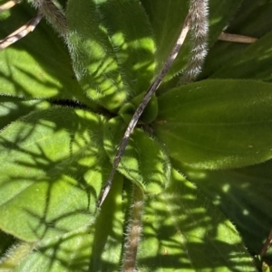 Plantago euryphylla at Kosciuszko National Park, NSW - 21 Jan 2022 09:34 AM