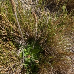 Plantago euryphylla at Kosciuszko National Park, NSW - 21 Jan 2022 09:34 AM