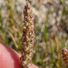 Plantago euryphylla at Kosciuszko National Park, NSW - 21 Jan 2022 09:34 AM