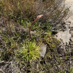 Stylidium montanum at Kosciuszko National Park, NSW - 21 Jan 2022