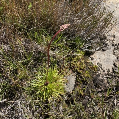 Stylidium montanum (Alpine Triggerplant) at Kosciuszko National Park, NSW - 20 Jan 2022 by Ned_Johnston
