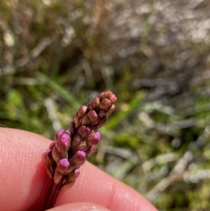 Stylidium montanum at Kosciuszko National Park, NSW - 21 Jan 2022 09:33 AM