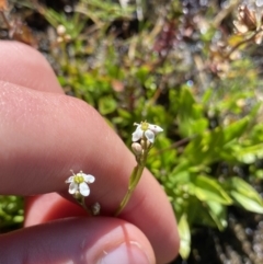 Oschatzia cuneifolia (Wedge Oschatzia) at Kosciuszko National Park - 20 Jan 2022 by NedJohnston