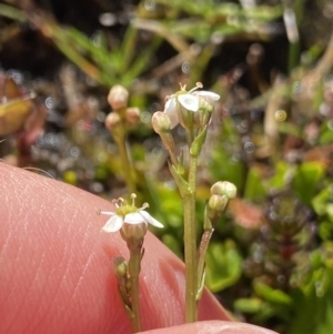 Oschatzia cuneifolia at Munyang, NSW - 21 Jan 2022