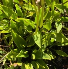 Oschatzia cuneifolia at Munyang, NSW - 21 Jan 2022