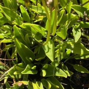 Oschatzia cuneifolia at Munyang, NSW - 21 Jan 2022