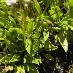 Oschatzia cuneifolia at Munyang, NSW - 21 Jan 2022