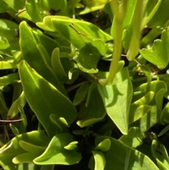 Oschatzia cuneifolia at Munyang, NSW - 21 Jan 2022