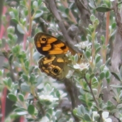 Heteronympha cordace (Bright-eyed Brown) at Paddys River, ACT - 25 Jan 2022 by Christine